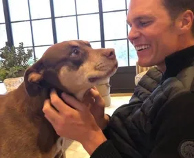 Imagem ilustrativa da imagem Tom Brady revela que clonou cachorra adotada com Gisele Bündchen