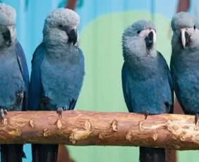 Imagem ilustrativa da imagem Últimas ararinhas-azuis que estavam soltas na natureza contraíram vírus letal