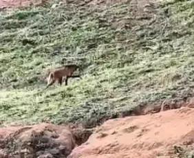 Imagem ilustrativa da imagem VÍDEO | Lobo “Arrascaeta” aparece em cafezal no Caparaó Capixaba