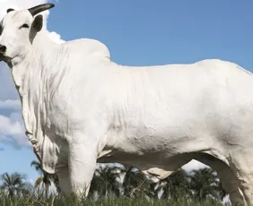 Imagem ilustrativa da imagem Vaca Nelore é vendida por R$ 54 milhões e estabelece novo recorde no país