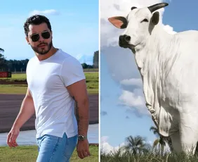Imagem ilustrativa da imagem Vaca brasileira comprada por Murilo Huff se torna a mais cara do mundo