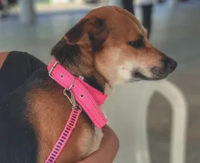 Imagem ilustrativa da imagem Vacinação gratuita para cães e gatos em Aracruz