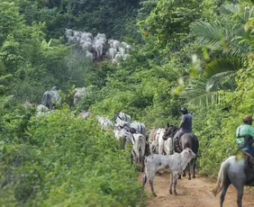 Imagem ilustrativa da imagem Vaqueiro contratado pelo Ibama é morto em terra indígena no Pará