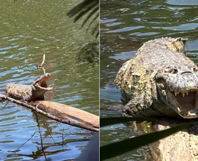 Imagem ilustrativa da imagem Vitória vai ter trilha para observar jacarés neste sábado