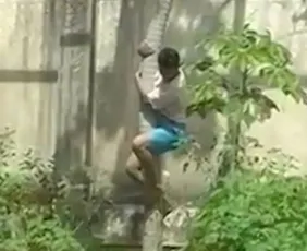 Imagem ilustrativa da imagem Zoológico em que leoa matou jovem vai reabrir com novas medidas de segurança