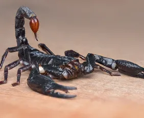 Imagem ilustrativa da imagem 7 locais da casa que viram abrigo de escorpiões e exigem atenção redobrada