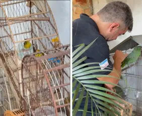 Imagem ilustrativa da imagem Ação conjunta resgata 16 aves mantidas ilegalmente em Vila Velha