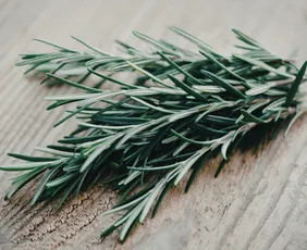 Imagem ilustrativa da imagem Anvisa suspende lote de alecrim com insetos vivos e pelo de animais