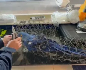 Imagem ilustrativa da imagem Arara-azul amarrada em arame é encontrada em porta-malas e morre no Piauí