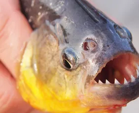 Imagem ilustrativa da imagem Ataque de piranhas na Argentina deixa 46 feridos; vítima teve dedo amputado