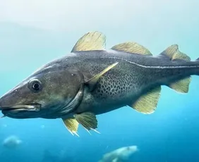 Imagem ilustrativa da imagem Bacalhau é um peixe? Entenda a origem do prato favorito da Páscoa