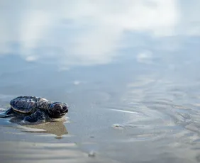 Imagem ilustrativa da imagem Berçário no Janga: 165 tartarugas-de-pente nascem na Praia da Enseadinha
