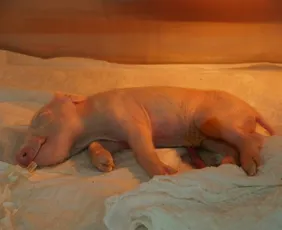 Imagem ilustrativa da imagem Brasileiros clonam 1º porco em projeto para transplante de órgãos suínos em humanos