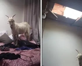 Imagem ilustrativa da imagem Cabra sobe em telhado, cai e vai parar em cima da cama de uma casa em Cariacica
