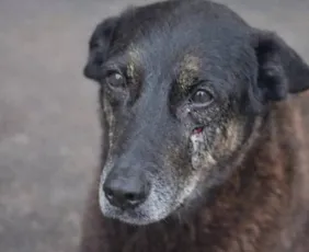 Imagem ilustrativa da imagem Cão Orelha: Polícia de SC conclui inquérito e pede internação de adolescente