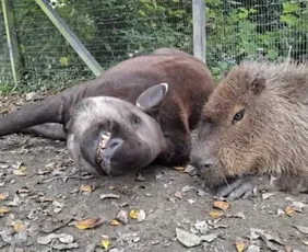 Imagem ilustrativa da imagem Capivara e anta brasileira, amigas, são sacrificadas em zoo na Inglaterra