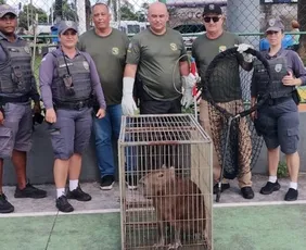 Imagem ilustrativa da imagem Capivara é resgatada em praça do bairro André Carloni, na Serra