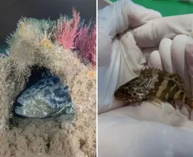 Imagem ilustrativa da imagem Conceição da Barra oficializa peixe mero como símbolo municipal