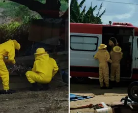 Imagem ilustrativa da imagem Crianças e animais são atacados por enxame de abelhas no Norte do ES