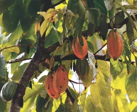 Imagem ilustrativa da imagem Desistência e mobilização contra importação africana de cacau para o ES