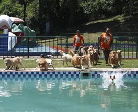 Imagem ilustrativa da imagem Diversão e conforto em hotéis para cães na Grande Vitória