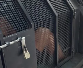 Imagem ilustrativa da imagem Dois suspeitos com mandado por homicídio são presos em Vitória