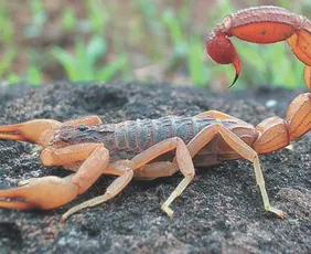 Imagem ilustrativa da imagem ES já registrou mais de 1.000 acidentes com escorpião em 2026