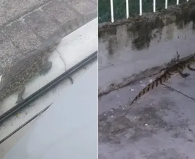 Imagem ilustrativa da imagem Em menos de 10 horas, dois jacarés são resgatados na Grande Vitória