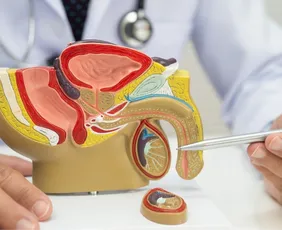 Imagem ilustrativa da imagem 'Epidemia de micropênis' não existe; boato expõe crianças a riscos com hormônios