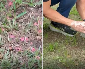 Imagem ilustrativa da imagem Exames concluem que material encontrado em ruas da Mata da Praia é venenoso