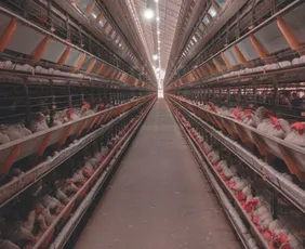 Imagem ilustrativa da imagem Fábrica de ração recebeu R$ 30 milhões em investimentos em Santa Maria de Jetibá