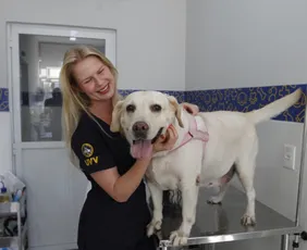 Imagem ilustrativa da imagem Faculdades abrem vagas para atendimento a pets