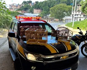 Imagem ilustrativa da imagem Fiscalização na BR-101 em Cariacica resgata animais silvestres