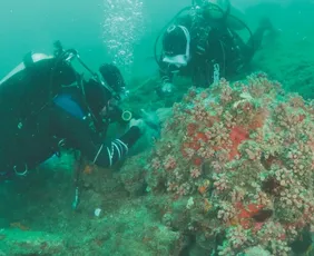 Imagem ilustrativa da imagem Força-tarefa para conter coral invasor em Guarapari