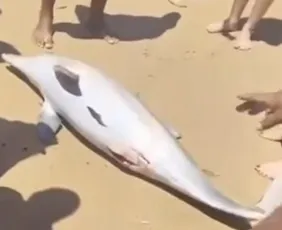 Imagem ilustrativa da imagem Golfinho é encontrado encalhado na Praia dos Padres, em Guarapari