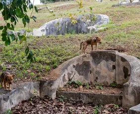 Imagem ilustrativa da imagem Governo de SP autoriza cães e gatos serem sepultados em jazigos familiares
