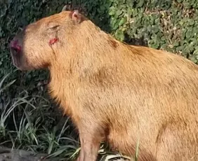 Imagem ilustrativa da imagem Grupo que agrediu capivara no Rio é denunciado por maus-tratos com crueldade