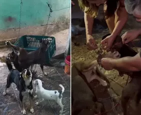 Imagem ilustrativa da imagem Homem é detido após nove cães serem encontrados em situação de maus-tratos no ES