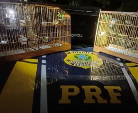 Imagem ilustrativa da imagem Homem é flagrado transportando pássaros silvestres em porta-malas na BR 101 no ES