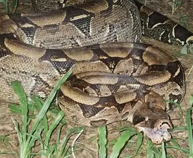 Imagem ilustrativa da imagem Jiboia de cerca de 20 quilos é resgatada às margens de córrego em Alegre