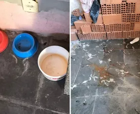 Imagem ilustrativa da imagem Jovem é preso após cachorro ser flagrado em situação de maus-tratos em Vitória