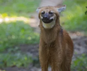 Imagem ilustrativa da imagem Lobo-guará “sorri” para fotógrafo no ES e viraliza