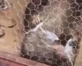 Imagem ilustrativa da imagem Lontra “invade” quintal, mata galinhas e mobiliza resgate no ES