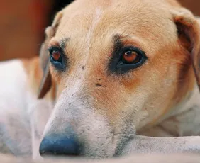 Imagem ilustrativa da imagem Mais de 600 são investigados por maltratar animais no Espírito Santo