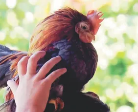 Imagem ilustrativa da imagem Mais de R$ 2 mil por ovo de galinha-anã de Marechal Floriano