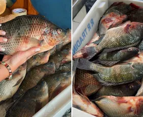 Imagem ilustrativa da imagem Mais tilápia por menor preço a partir desta quarta-feira na Grande Vitória