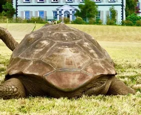 Imagem ilustrativa da imagem Morre aos 193 anos Jonathan, o animal terrestre mais velho do mundo