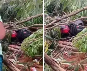 Imagem ilustrativa da imagem Motociclista morre após colidir em árvore que caiu durante temporal em Colatina