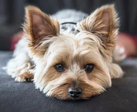 Imagem ilustrativa da imagem Mulher chama bombeiros para salvar "filho" engasgado, mas era um cãozinho