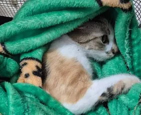 Imagem ilustrativa da imagem Mulher é presa após arremessar gata do 12º andar de prédio em Curitiba